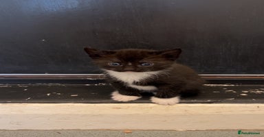Domestic Shorthair cats - Advert 14