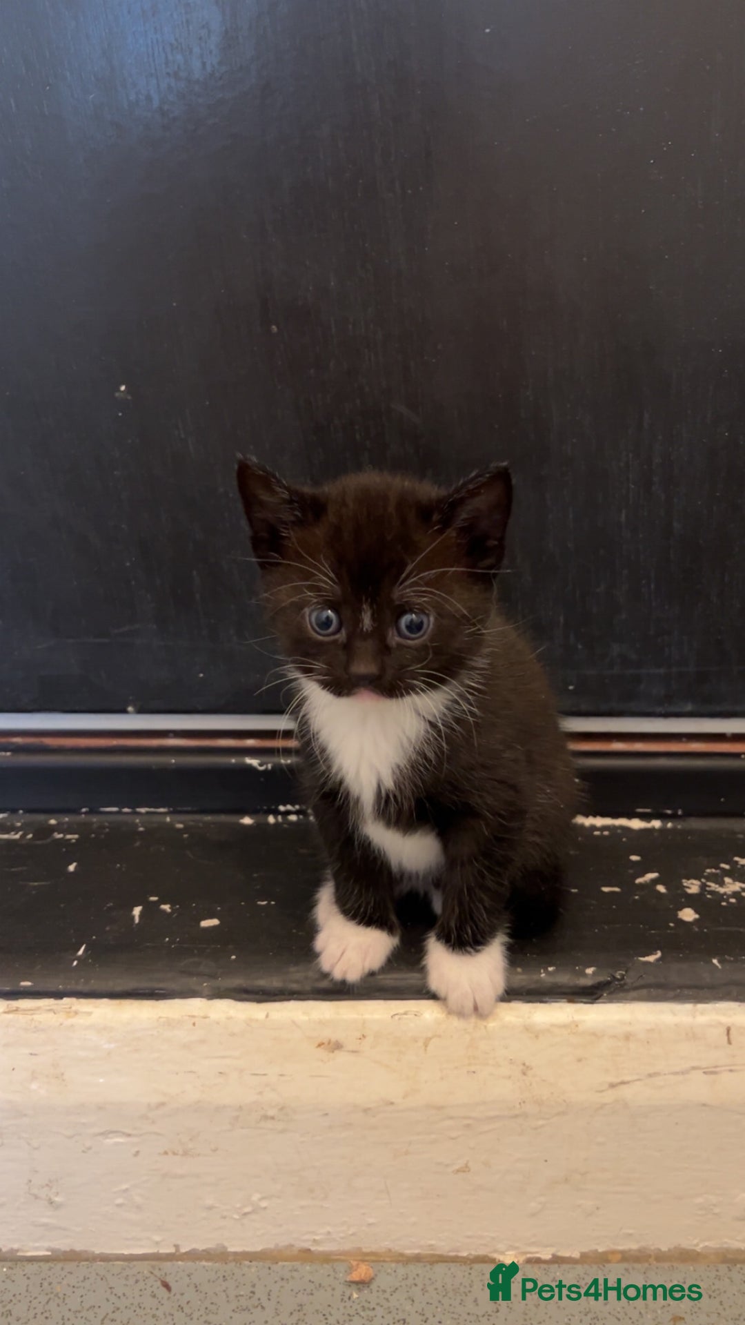 Domestic Shorthair cats for sale: 4 DSH kittens for sale - Image 2