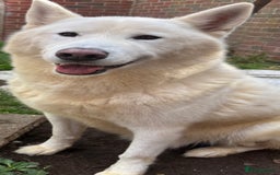 Siberian Husky dogs for sale: Simba - Image 2