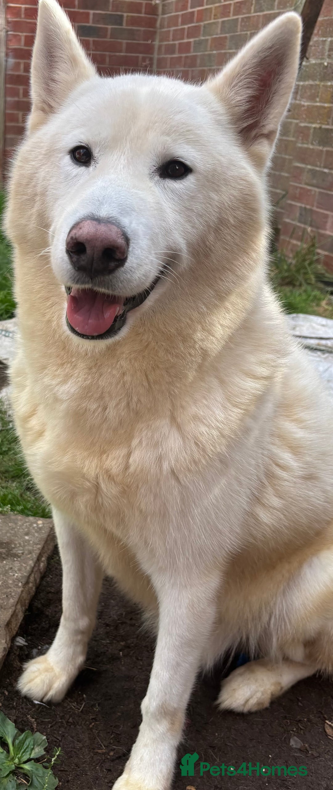 Siberian Husky dogs for sale: Simba - Image 2