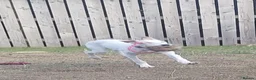 Mixed Breed dogs for sale: Absolutely beautiful almost pure Saluki girl  in Barnsley - Advert 11