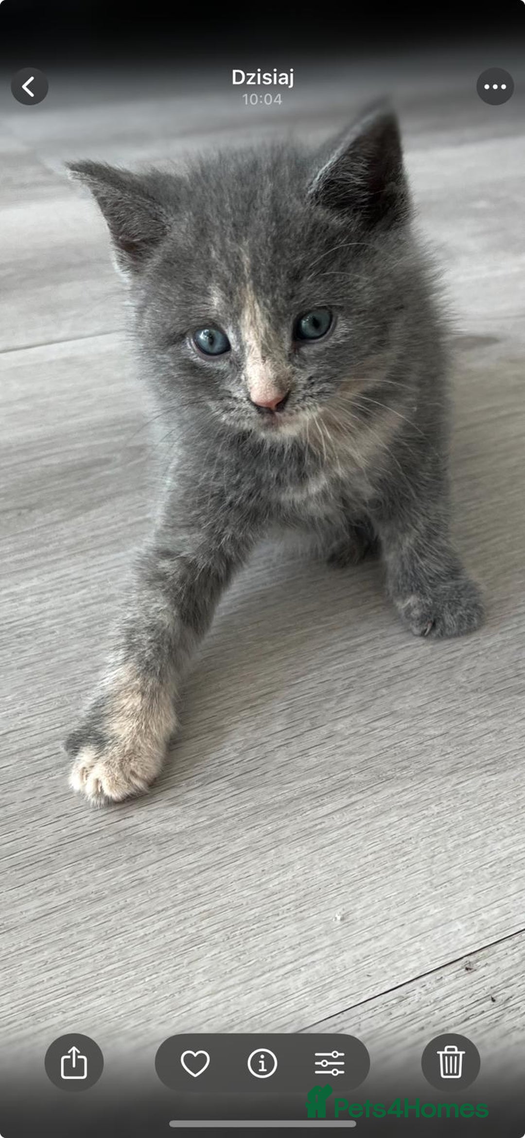 Mixed Breed cats for sale: Mix persian kittens - Image 6