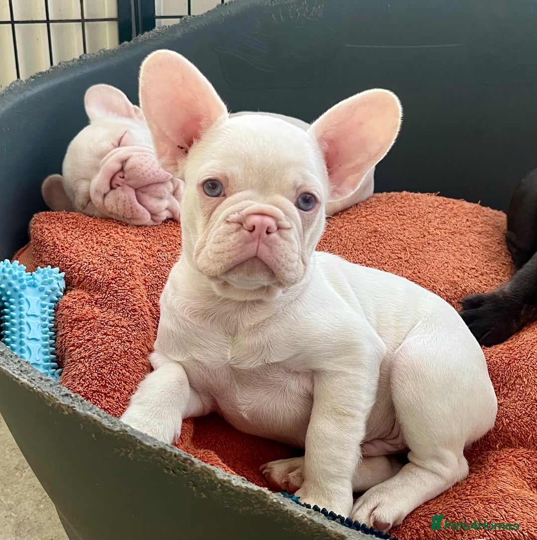French Bulldog dogs for sale: REDUCED 1 boy left-Pink-blue eyes. HEALTH TESTED - Image 3