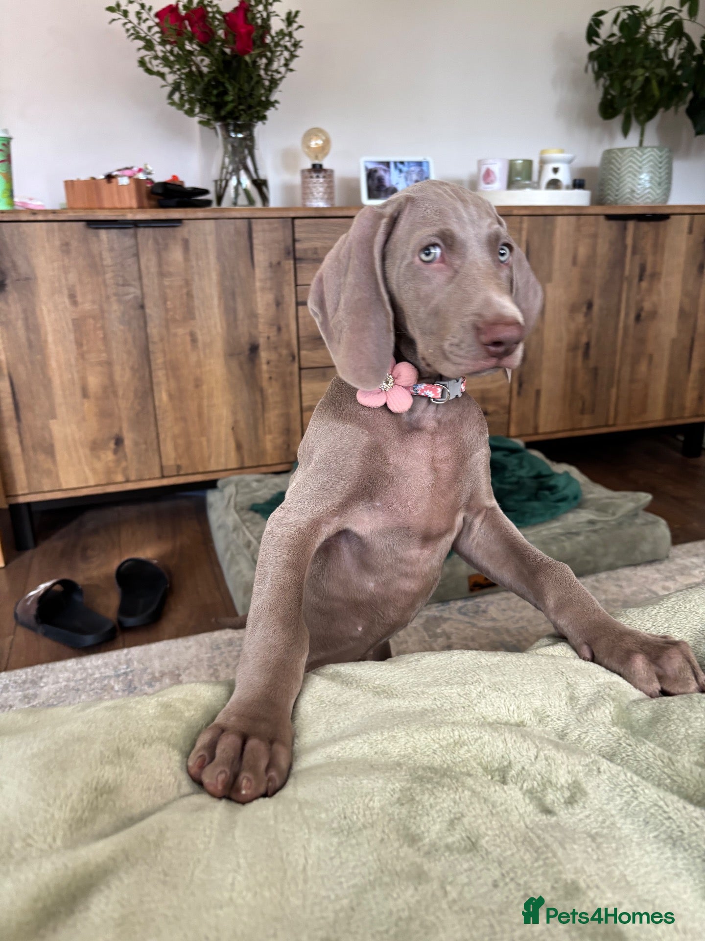 Weimaraner dogs 🩷Last girl ready to leave🩷 KC REG WEIMARANER - Advert 17