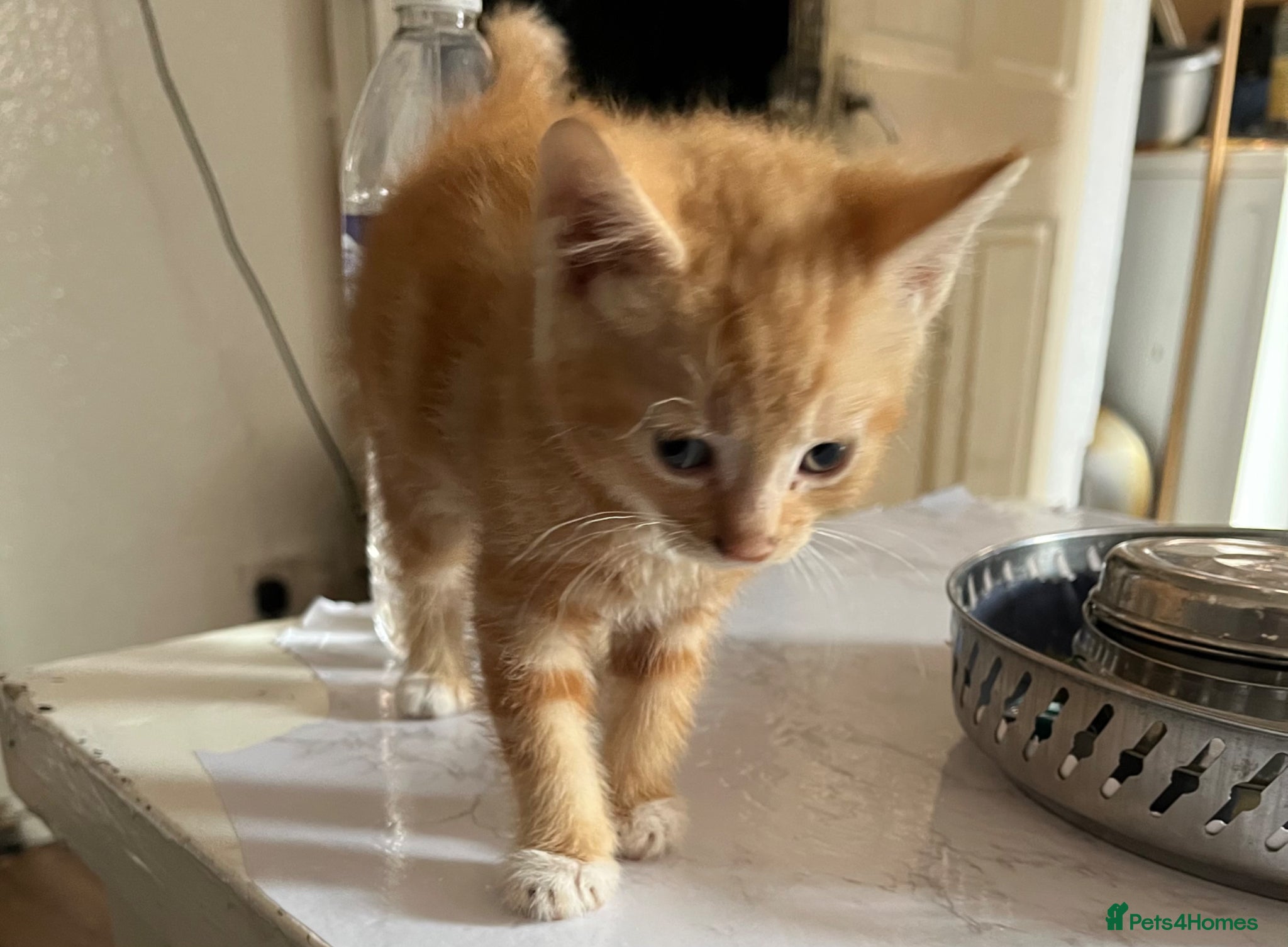 Mixed Breed cats for sale: 3 beautiful kittens for sale  - Advert 28