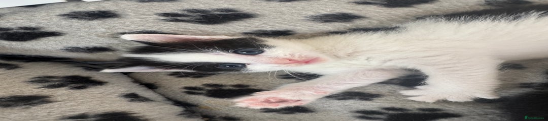 British Shorthair Kitten 3