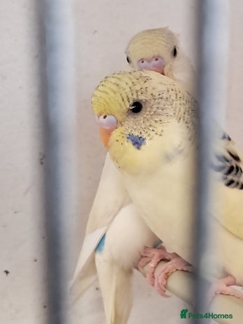Budgerigars birds in Wolverhampton - Advert 16