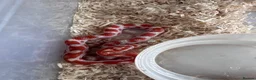 Corn Snake reptiles for sale: Corn snakes cb26 and cb25 available  - Advert 12