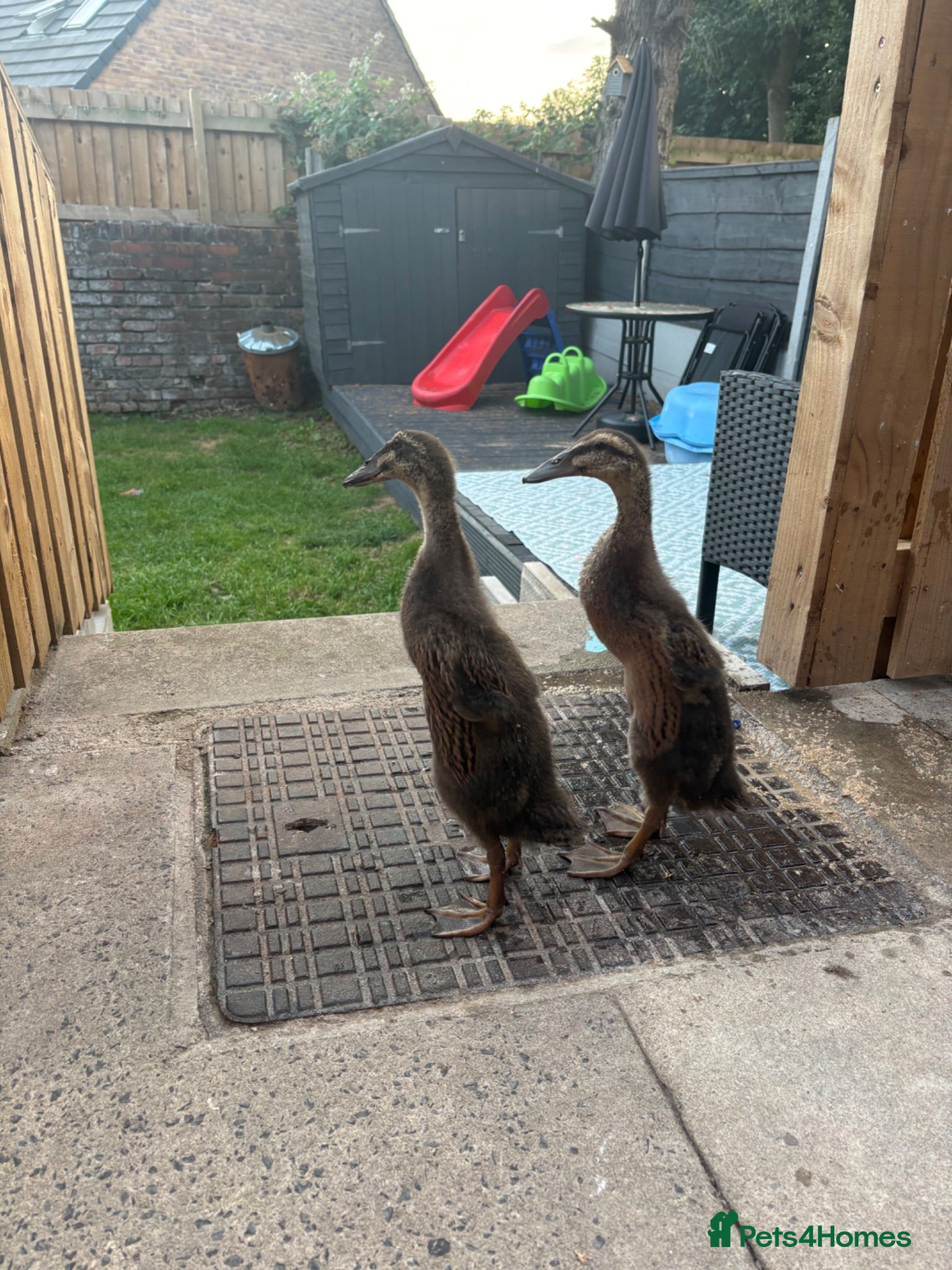 Ducks poultry Indian runner ducks  - Advert 4