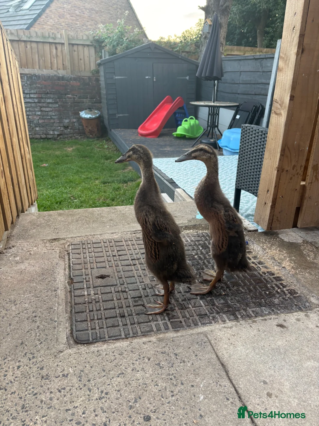 Ducks poultry for sale: Indian runner ducks  in Manchester - Advert 1