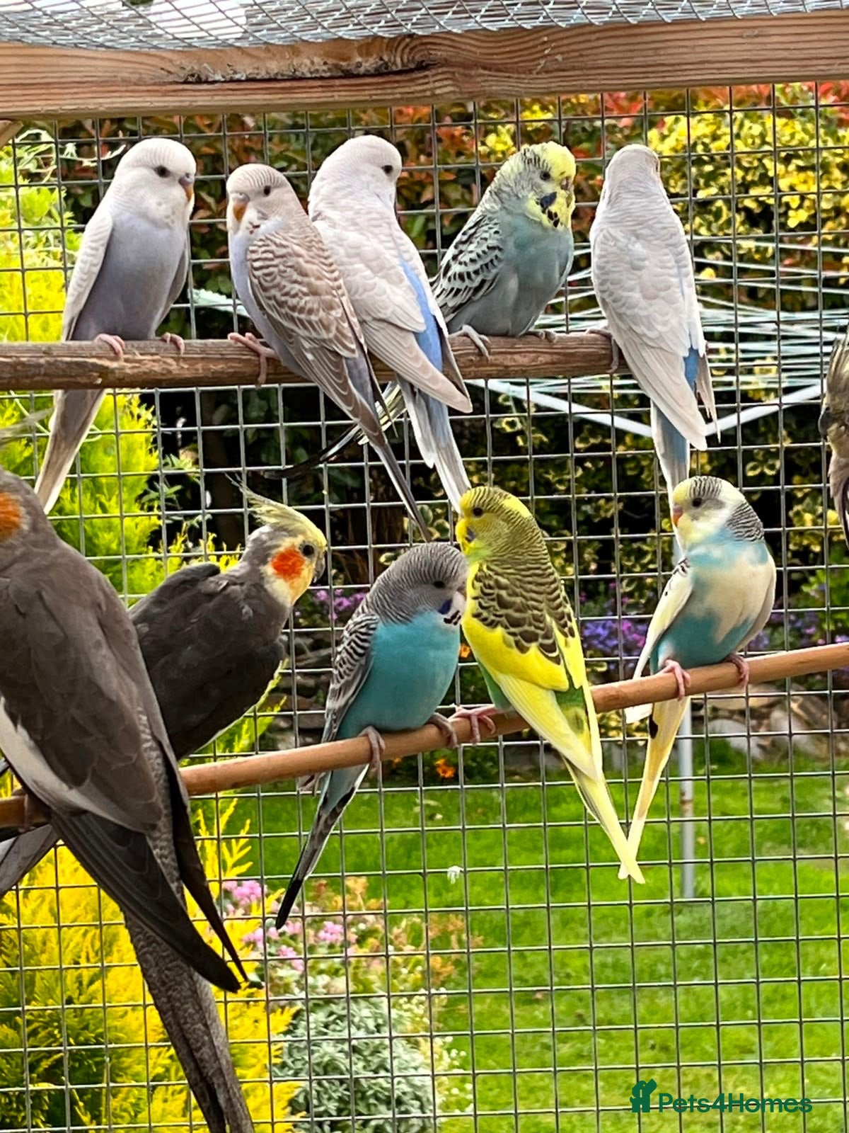 Budgerigars birds budgies & cockatiels  - Advert 2