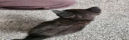 Mixed Breed cats for sale: Kittens - Advert 6