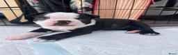 Boston Terrier dogs for sale: Boston for sale - Advert 10
