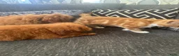 Cavapoo dogs for sale: Gorgeous toy f1b cavapoo pups  - Advert 4