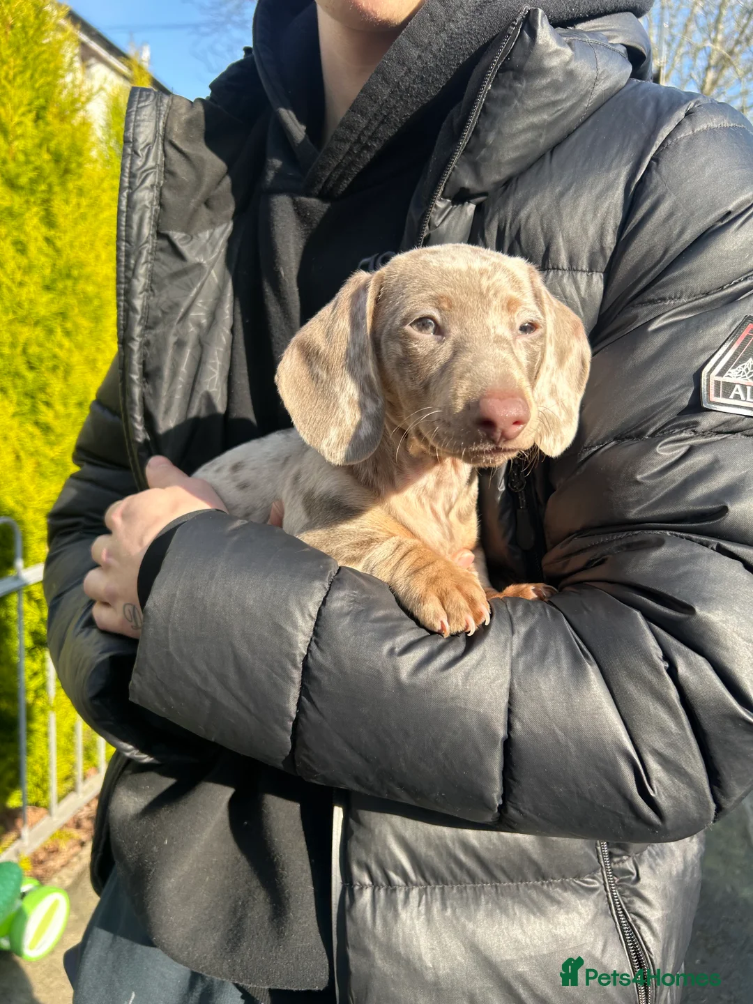 Miniature Dachshund dogs for sale: Miniature dachshund girl  - Advert 6