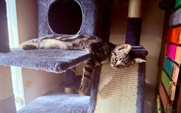 Mixed Breed cats for sale: Tabby  - Image 6
