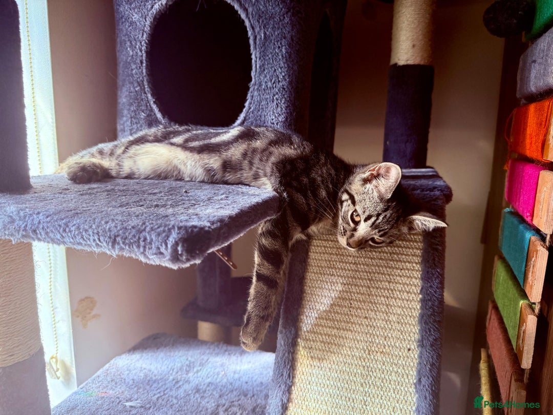 Mixed Breed cats for sale: Tabby  - Image 6