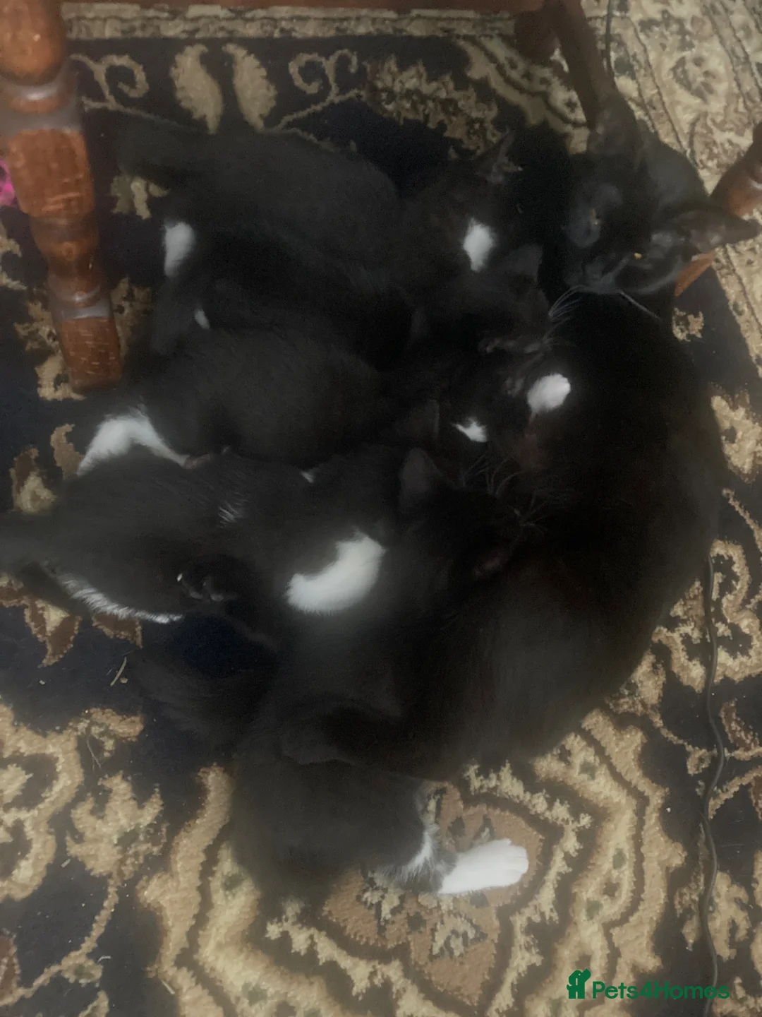 Mixed Breed cats for sale: Pure black cat with orange eyes - Advert 6