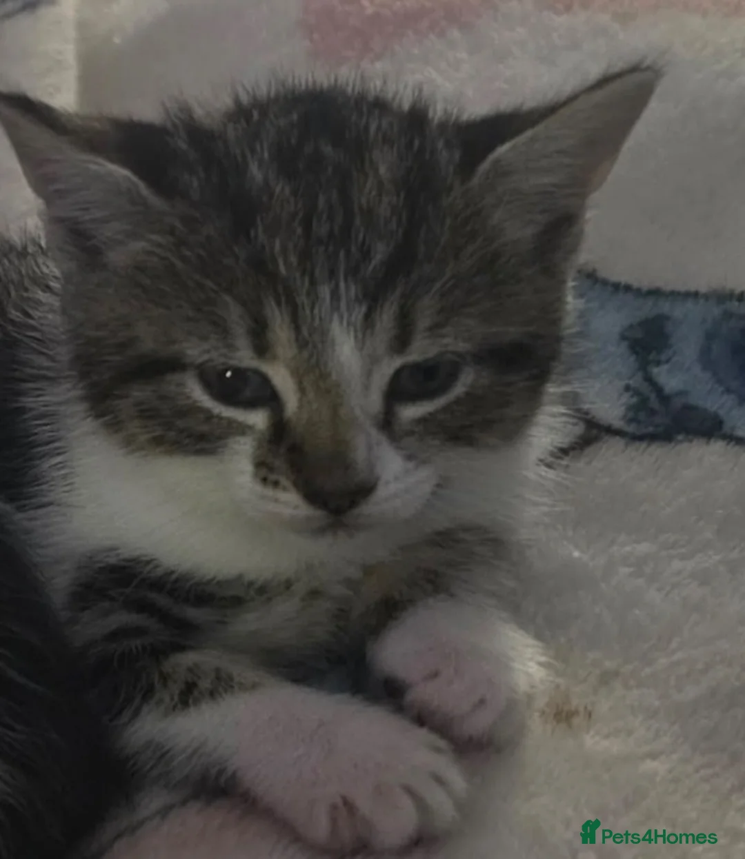Mixed Breed cats for sale: Tabby kittens ready  in Walsall - Advert 2