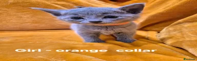 Girl - orange collar