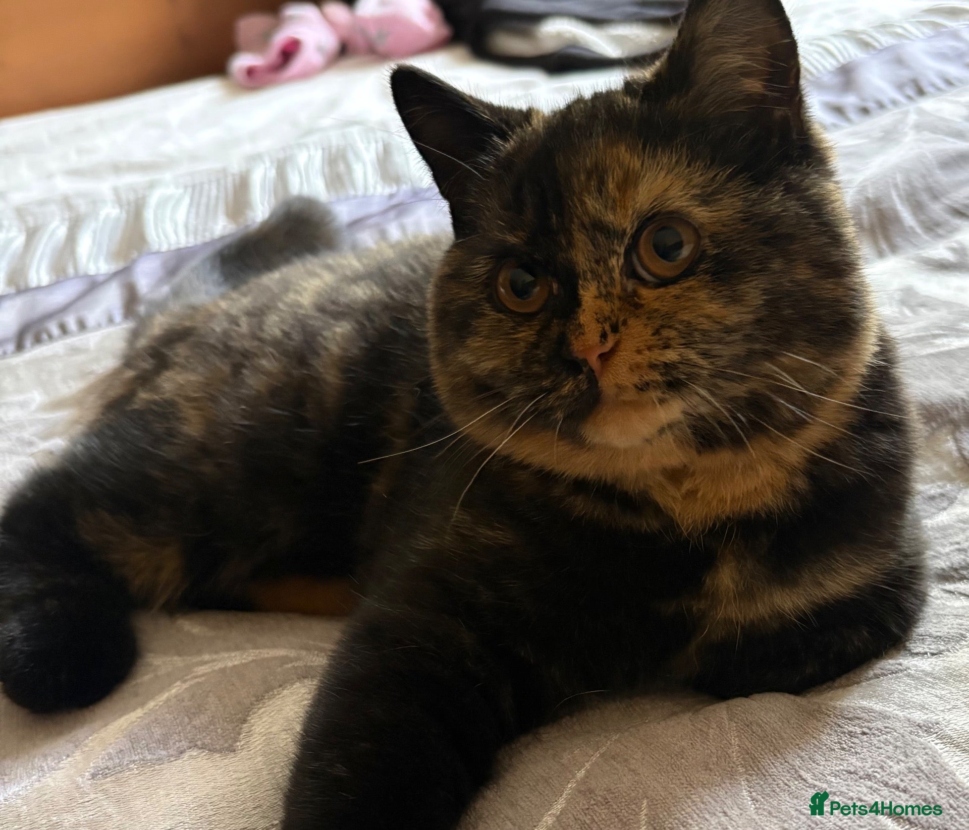 British Shorthair cats 2 BSH GIRLS - gccf reg - £650 for both together   - Advert 7