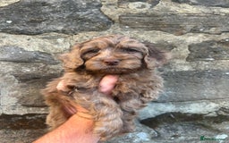 Cockapoo dogs for sale: BEAUTIFULL F1 COCKAPOOS - Image 8