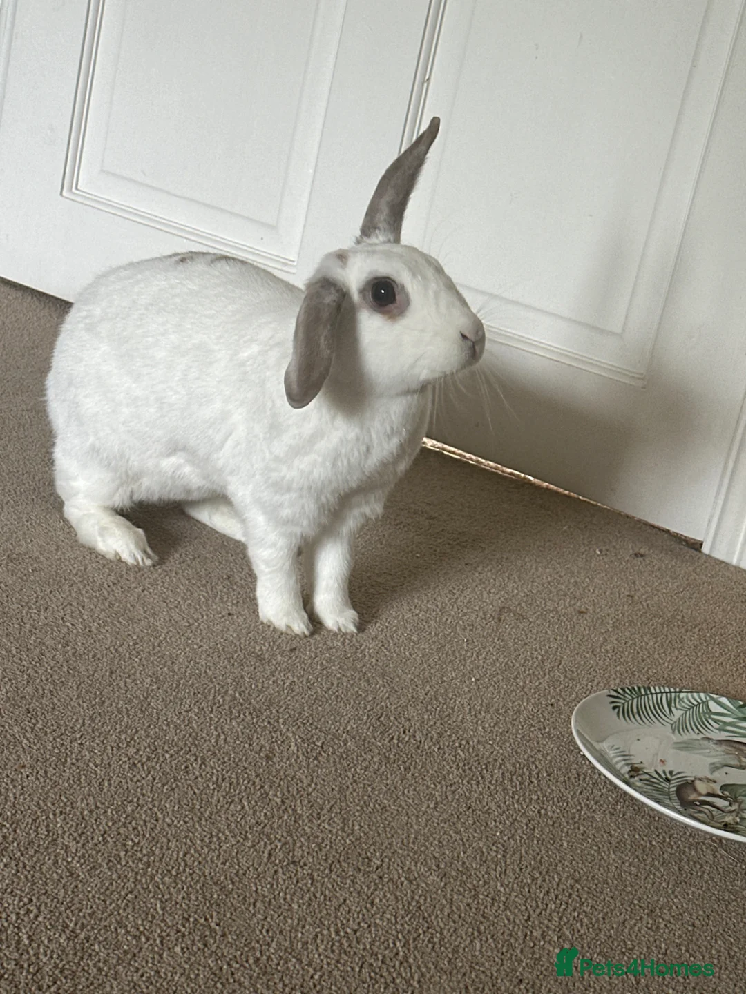 Mixed Breed rabbits for sale: Two bonded male and female indoor rabbits in Leeds - Advert 2