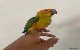 Conures birds for sale: 100% SILLY TAME HAND REARED BABY SUN CONURES - Image 4