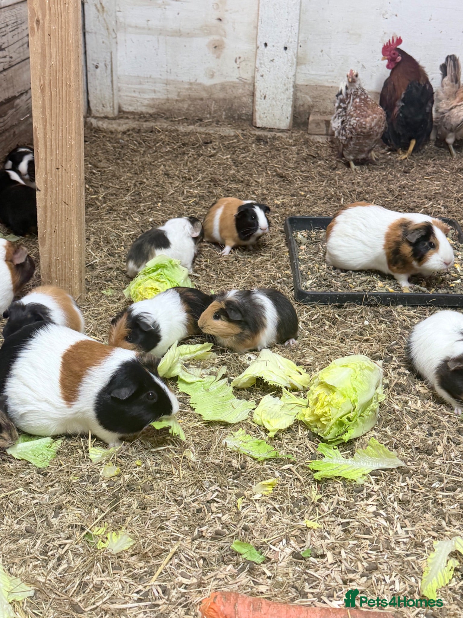 Guinea Pig rodents Beautiful guinea pigs  - Advert 1