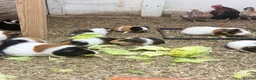 Guinea Pig rodents for sale: Beautiful guinea pigs  in Newcastle upon Tyne - Advert 1