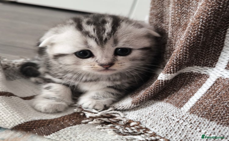 Scottish Fold cats - Advert 3