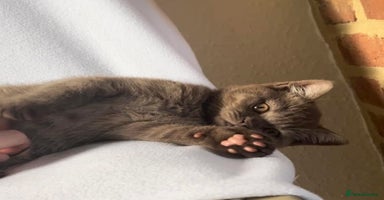 British Shorthair cats - Advert 15