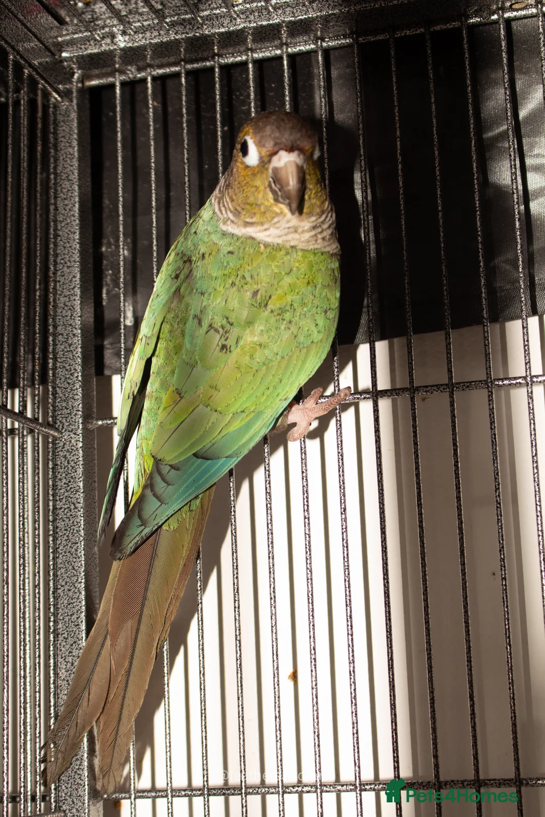 Conures birds for sale: Male Mutation Green Cheek Conures - Advert 3