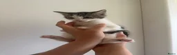 Domestic Shorthair cats for sale: Kittens £15 - Advert 4