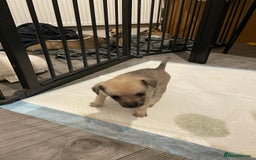 Miniature Pinscher dogs for sale: Miniature pinscher puppys - Advert 11