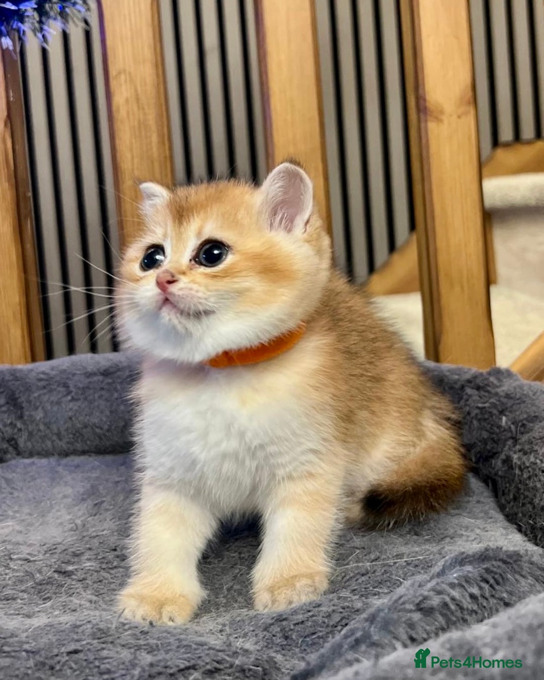 British Shorthair cats for sale: Fully pedigree kittens - Advert 14