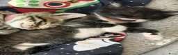 Mixed Breed cats for sale: 3x kittens  for sale  - Advert 9