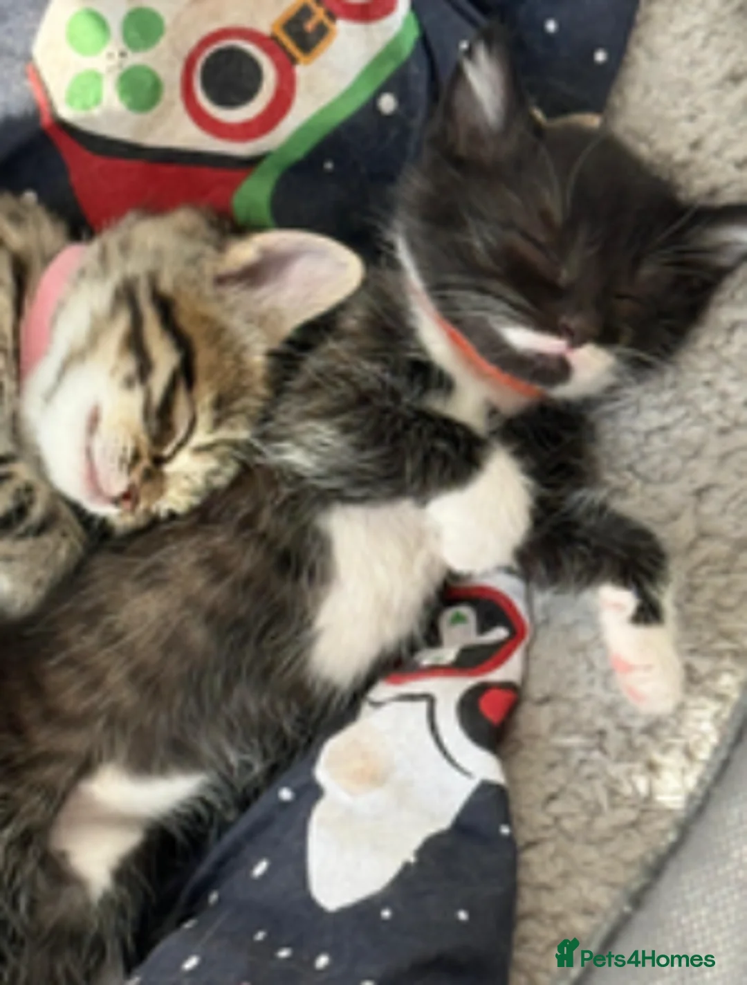 Mixed Breed cats for sale: 3x kittens  for sale  - Advert 9