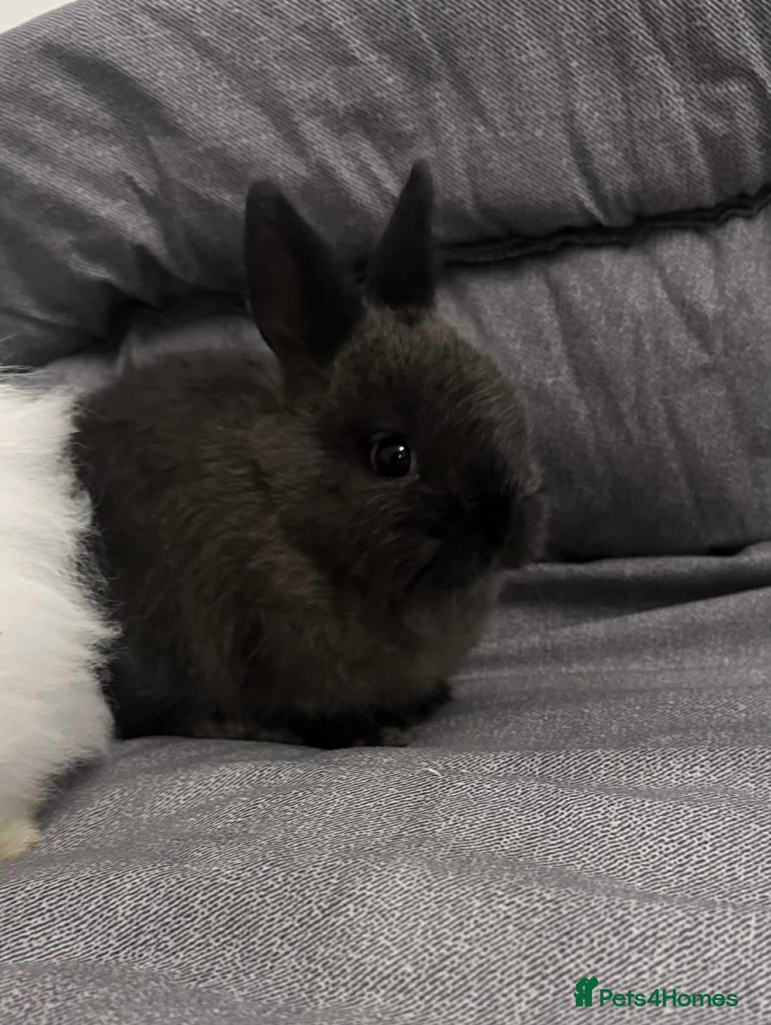 Lionhead rabbits Female baby rabbit ready to go  - Advert 3