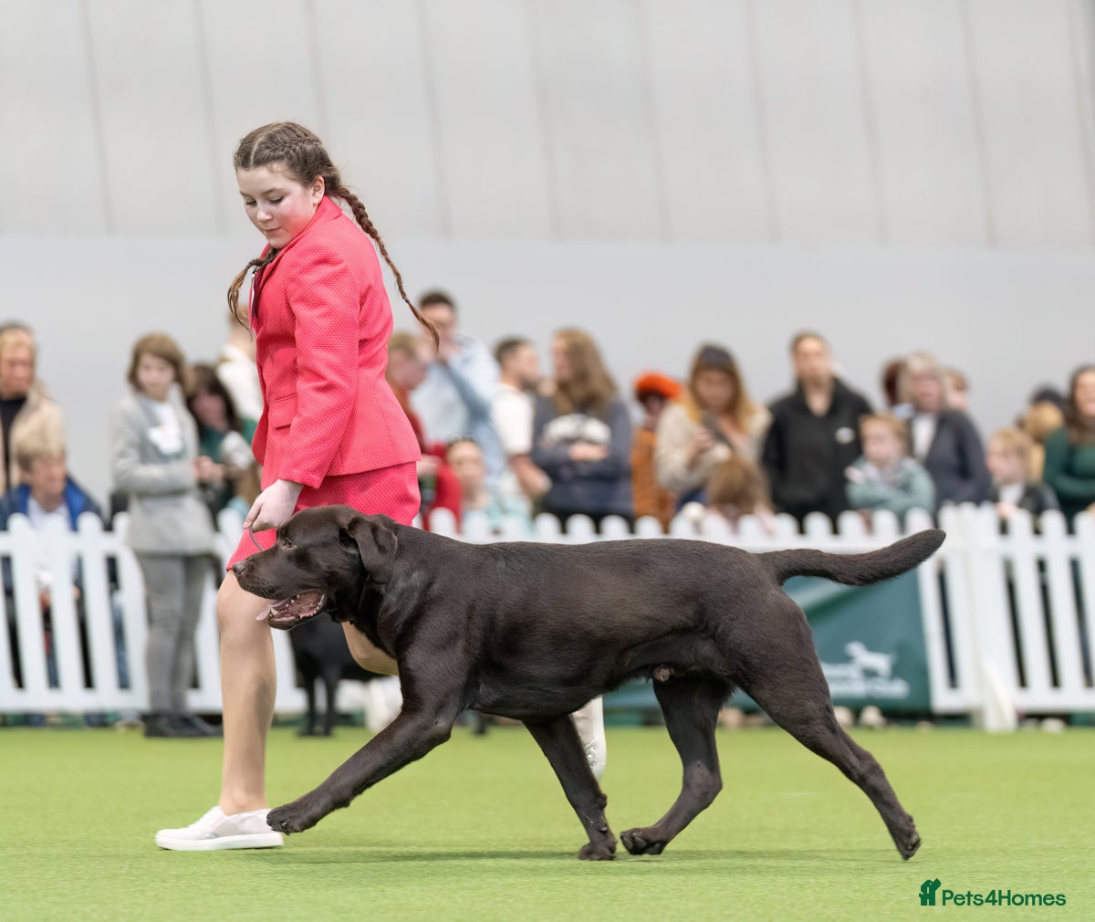 Labrador Retriever dogs HEALTH TESTED KC CHOCOLATE SHOW LABRADOR FOR STUD in Chesterfield - Advert 2