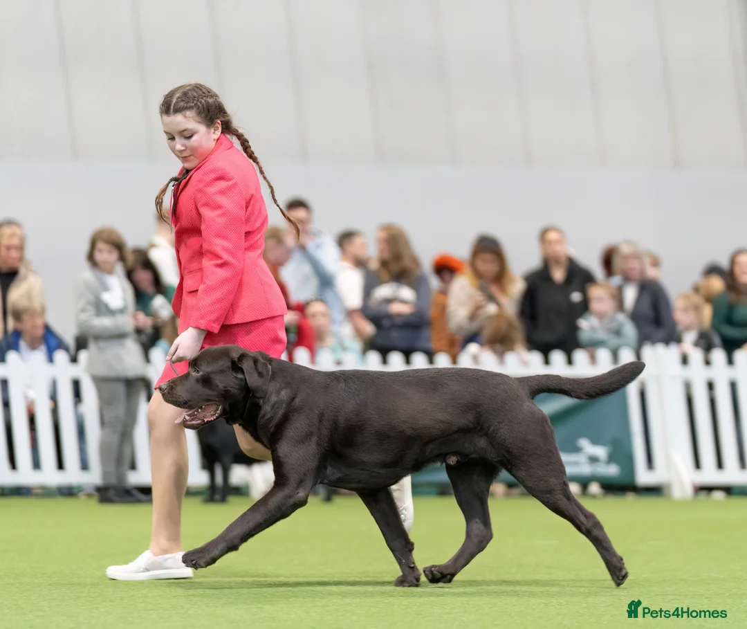 Labrador Retriever dogs for stud: HEALTH TESTED KC CHOCOLATE SHOW LABRADOR FOR STUD in Chesterfield - Advert 1