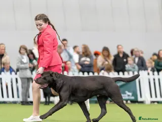 Labrador Retriever dogs HEALTH TESTED KC CHOCOLATE SHOW LABRADOR FOR STUD in Chesterfield - Advert 16