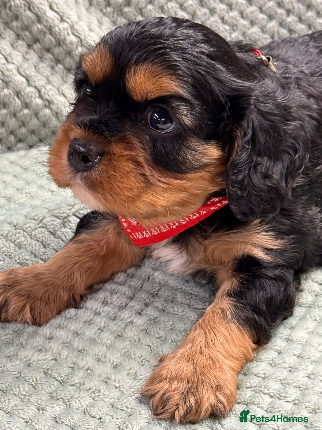 Cavalier King Charles Spaniel dogs for sale: Cavalier King Charles pups  - Advert 7