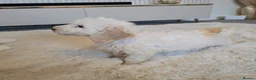 Maltipoo dogs for sale: 🐾 Beautiful Maltipoo Puppies – Home-Raised 🐾 - Advert 17