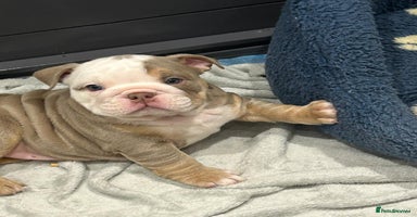 English Bulldog dogs - Advert 9