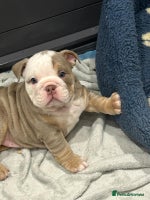 English Bulldog dogs - Advert 9