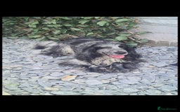 Cocker Spaniel dogs for sale: Exceptional Pedigree Show Type English Cockers  - Image 5