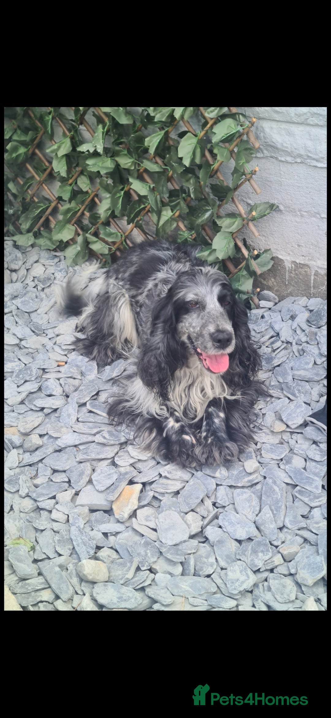 Cocker Spaniel dogs for sale: Exceptional Pedigree Show Type English Cockers  - Image 5