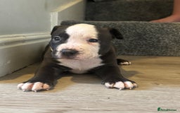 American Bully dogs for sale: Pocket bully - Image 14