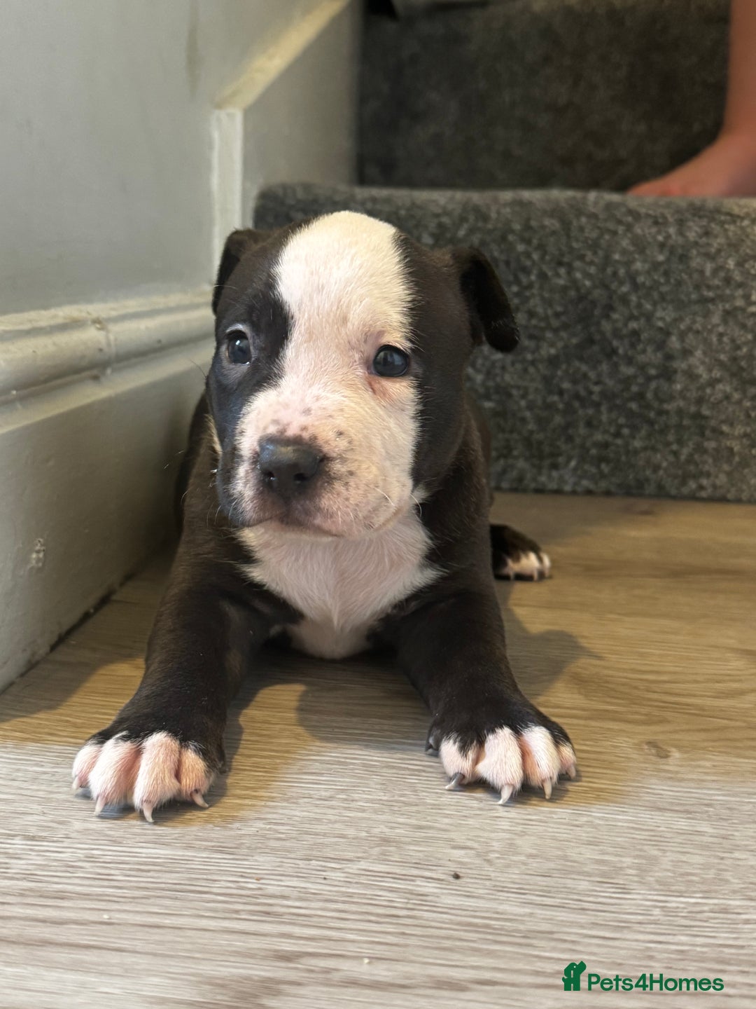 American Bully dogs for sale: Pocket bully - Image 14